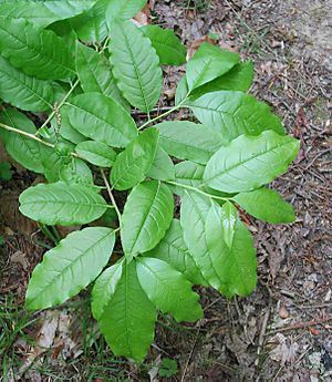 Oxydendron arboreum-foliage