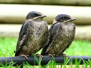 Progne subis -fledglings -Tulsa -Oklahoma-8