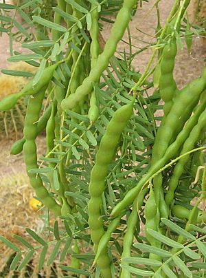 Prosopis-glandulosa-seed-pods