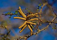 Prosopis pubescens dry seeds