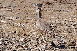 Rüppell's korhaan (Eupodotis rueppellii rueppellii) juvenile male