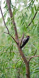 Red-naped-Sapsucker