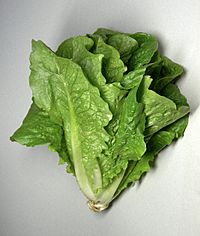 Romaine lettuce