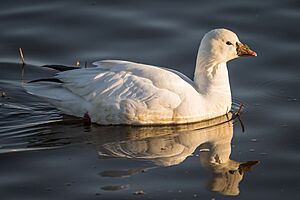 Ross's Goose (31986280565).jpg