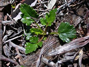 Rubus gunnianus.jpg