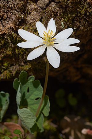 Sanguinaria canadensis Arkansas.jpg