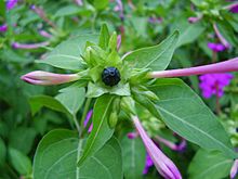 Seed of mirabilis jalapa