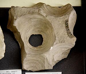 Sneferu Pyramid waste limestone block. Hole in bottom, used as pivot block to turn heavy levers on in moving stones. 4th Dynasty. From Meidum, Egypt. The Petrie Museum of Egyptian Archaeology, London