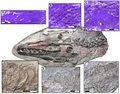 Soft tissue structures in Platecarpus