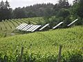 Solar panels in Oregon vineyard