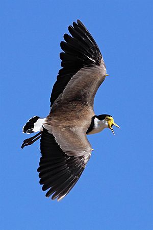 Spur-Winged-Plover444