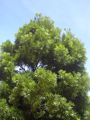 Starr 040812-0017 Podocarpus sp..jpg