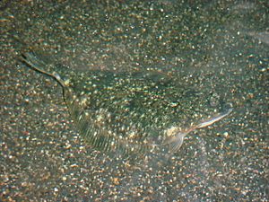 Starry Flounder.JPG