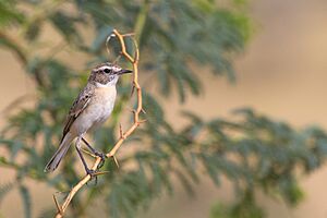 Stolickza's Bushchat.jpg