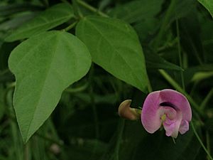 Strophostyles helvola - Amberique Bean.jpg