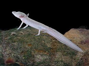 Texas blind salamander.jpg