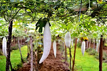 Trichosanthes cucumerina (snake gourd)