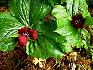 Trillium sulcatum.jpg