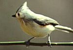 TuftedTitmouse23