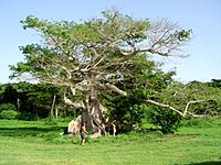 Vieques Ceiba.jpg