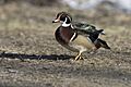 Walking wood duck