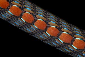 Wall's Bronzeback (Dendrelaphis cyanochloris) (Detail of the dorsal scales) (8687722041)