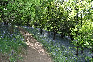 Waseley Hills Country Park 3