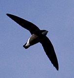 White-throated Needletail 09a.jpg