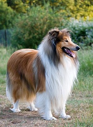 1Dog-rough-collie-portrait