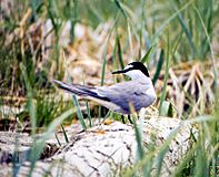 Aleutian Tern.jpg