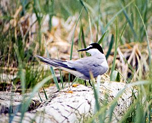 Aleutian Tern.jpg