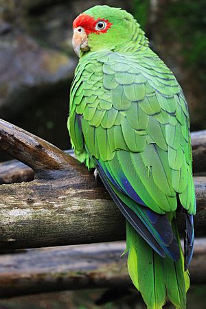 Amazona pretrei -Brazil-8.jpg