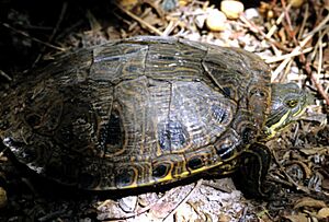 Amphibians-and-reptiles-of-the-state-of-Coahuila-Mexico-with-comparison-with-adjoining-states-zookeys-593-117-g003.jpg