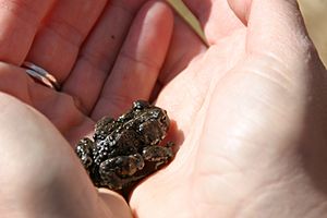 Anaxyrus nelsoni.jpg