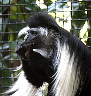 AngolanColobusMonkey ColobusAngolensisPalliates.jpg