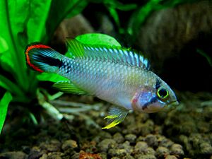 Apistogramma Panduro male.jpg