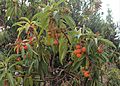 Arbutus canariensis kz03