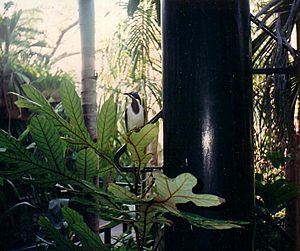 Australian Bird at Gondwana, South Bank Parklands