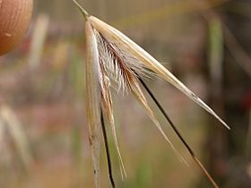 Avena barbata (3823399576)