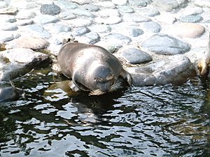 Baikal seal 200507 hakone japan