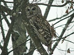 BarredOwl