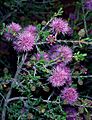 Beaufortia bracteosa pink