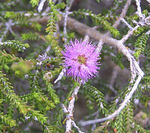 Beaufortia empetrifolia.jpg