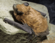 Big brown bat crawl.png