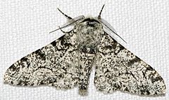 Biston.betularia.7200.jpg