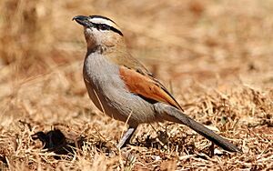 Black-crowned Tchagra, Tchagra senegala.jpg