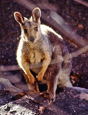 Black-footed Rock-wallaby(small)