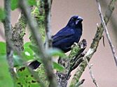 Blue-black Grosbeak CW