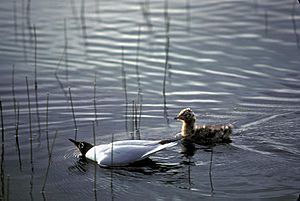 BonaparteGull