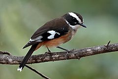 Buff-sided Robin 7839